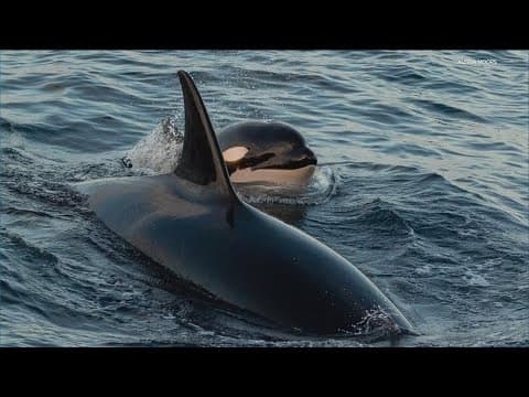 How to avoid harming orcas while whale watching