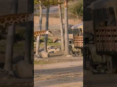 New additions now available at the San Diego Zoo Safari Park