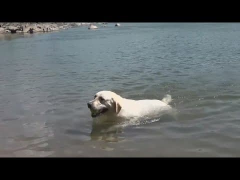 Toxic algae threatens pets health in Maryland