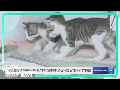 Hillsborough animal shelter warns against 'kitnapping' as it overflows with kittens