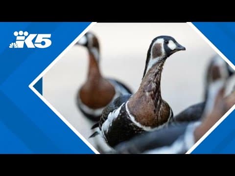 Woodland Park Zoo reports first suspected case of avian influenza