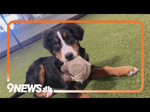 Here's some things you should know if you're thinking about getting a puppy