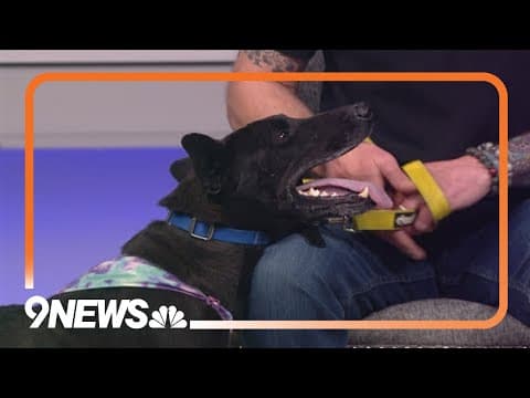 6-year-old shepherd mix Pippin is looking for a forever home