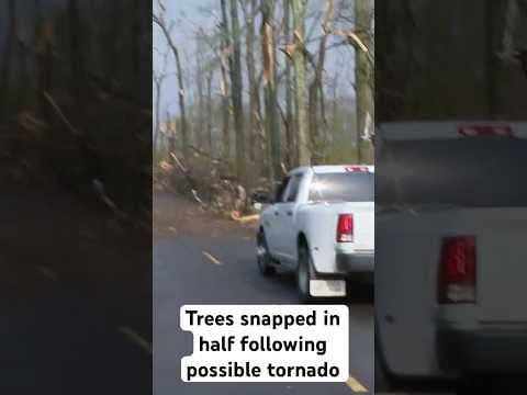 Trees snapped in half following possible tornado in Kentwood, Louisiana #tornado