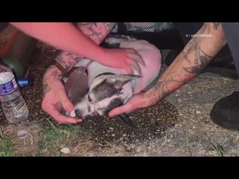2 pets rescued from row home fire in DC