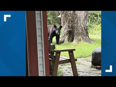 LIVE: Black bear in the 'burbs