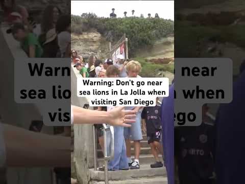 It’s pupping season for the sea lions and that makes them more vulnerable and aggressive.