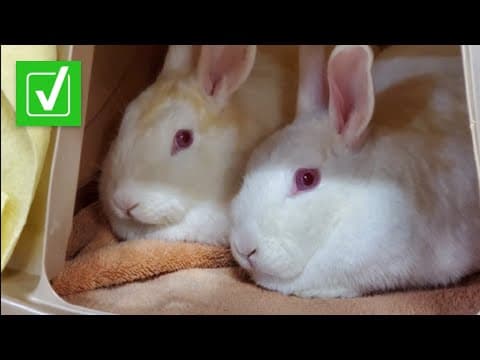 Yes, it is legal for humane societies in Arizona to transfer animals to breeders to be used as food