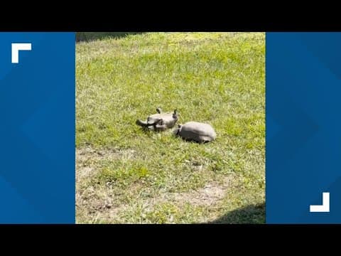 Tortoise stuck on its back gets a little help from a 'friend' in Florida