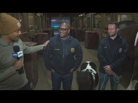 NOPD to host horses, hops and cops to celebrate 100 years of Mounted Unit in New Orleans