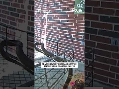 Snake triggers Ring doorbell camera