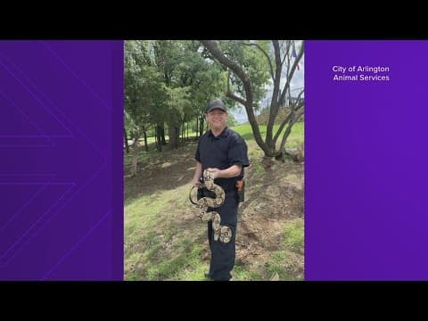 6-foot boa constrictor removed from tree in North Texas