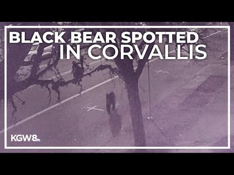 Black bear spotted by multiple people in Corvallis
