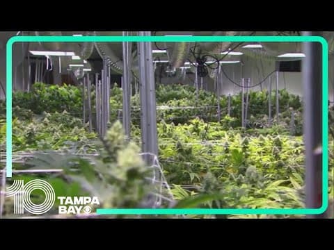Amendment 3, Florida’s recreational marijuana measure, projected to fail