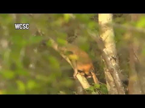 Monkeys still on the loose in South Carolina