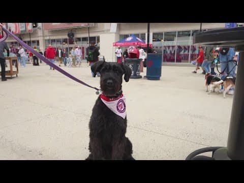 Washingotn Nationals host Pups in the Park night
