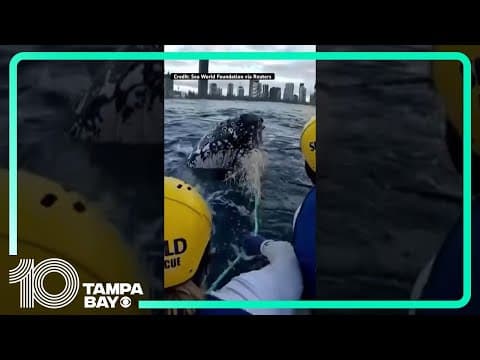 Rescuers free humpback whale stuck in net off coast of Australia