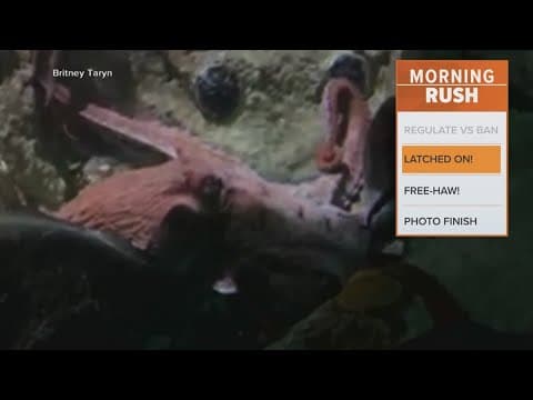 Mom pushes for change after an octopus latched onto her sons arm
