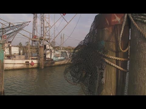 Tariffs leave many local shrimpers in Louisiana hopeful