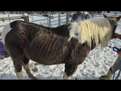 Horses recovering after abuse reported in southern Indiana