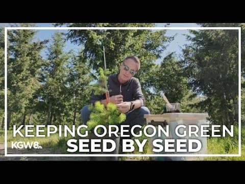 Here's how the Oregon Department of Forestry uses grafting technique to preserve forests
