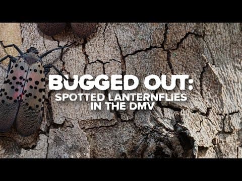 Bugged Out: What spotted lanternflies mean for you and how to help control their spread