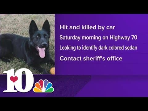 CCSO: K-9 unit hit and killed early Saturday morning in Cumberland County