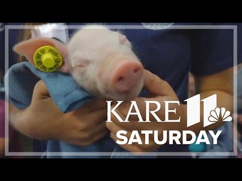 Saturday is FFA Day at the Minnesota State Fair