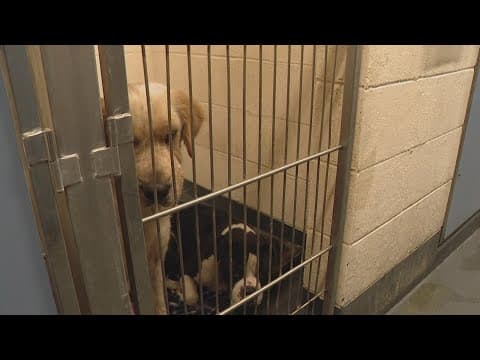 Indianapolis animal shelter continues intake suspension