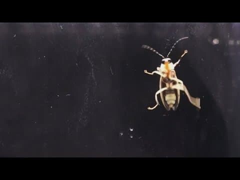 Here's when you can enter the synchronous firefly lottery