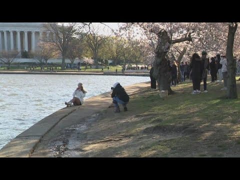 Blooms survive storm as Cherry Blossom Festival kicks off