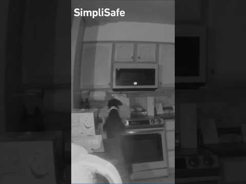 Dog turns on stove and sets house on fire