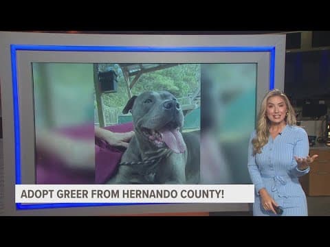 Adopt Greer from Hernando County!