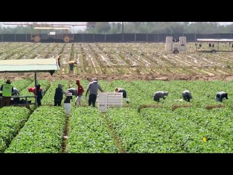 National Pick Strawberries Day