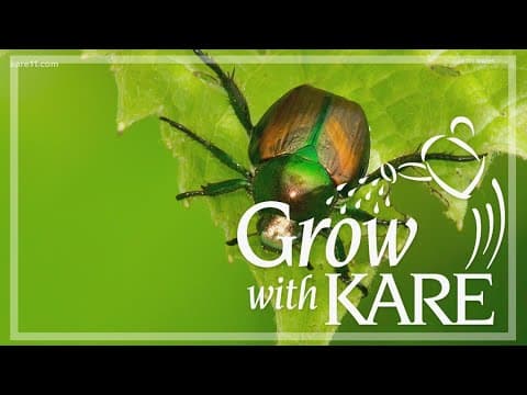 Grow with KARE: The fly that kills Japanese beetles