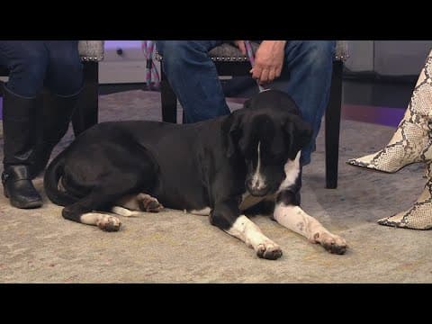 Petline9: This playful snuggle bug needs a forever home