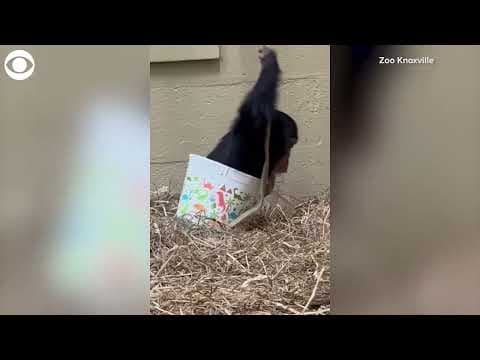 Baby chimpanzee plays with a bucket