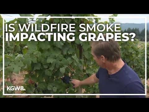 OSU researchers looking to see how wildfire smoke impacts grapes