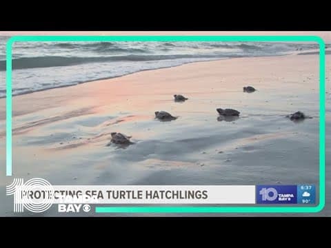 Local nonprofit makes sure sea turtle hatchlings find their way home after 4th of July fireworks