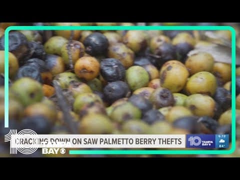 Saw Palmetto Berry theft was recently made a felony: Why Hillsborough's State attorney is dedicating