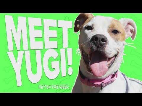 Pet Rescue of the Week: Yugi