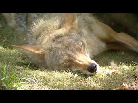 San Diegans spot more wildlife as the temperatures rise