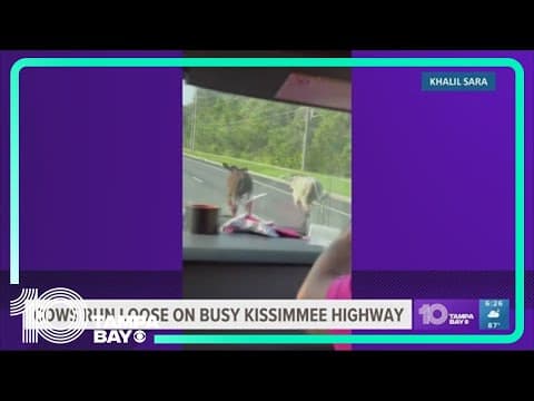 MOO-VE OVER: Cows run loose on busy Kissimmee, Florida Highway