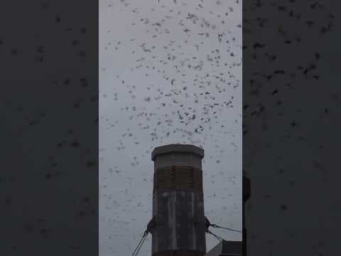 Thousands of birds roost in #Portland elementary school chimney