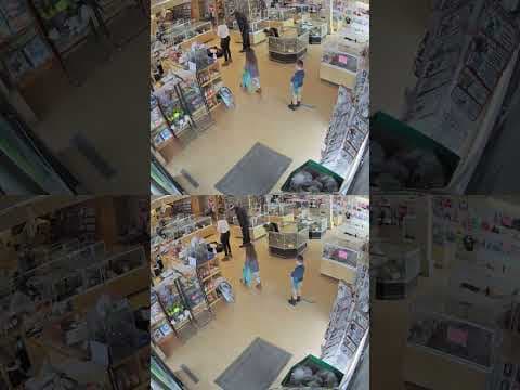 Video shows thieves stage distraction, steal bulldog puppies from pet shop