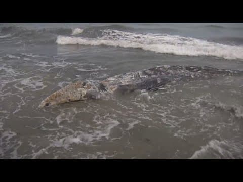 Young gray whale that washed up on La Jolla Shores confirmed dead