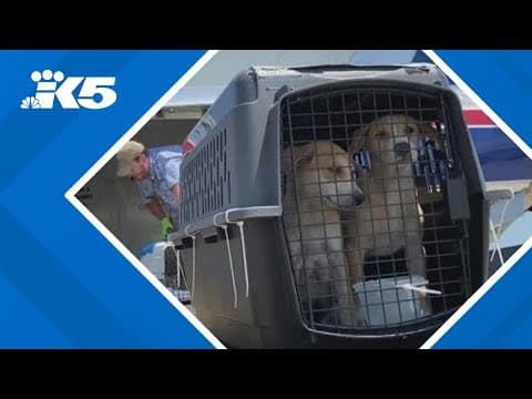 Seattle Humane taking in 60 LA-area shelter pets due to 'unprecedented' wildfires