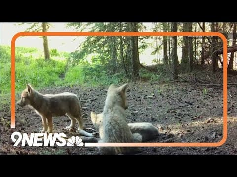 WATCH: Trail camera captures new wolf pack in Colorado