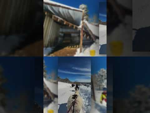 Donkeys rescued after 5 feet of snow falls in Colorado mountains