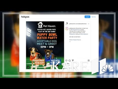 2 Minnesota dogs to compete in Puppy Bowl